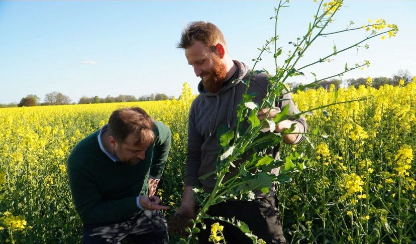 Im Rapsfeld mit dem Landwirt